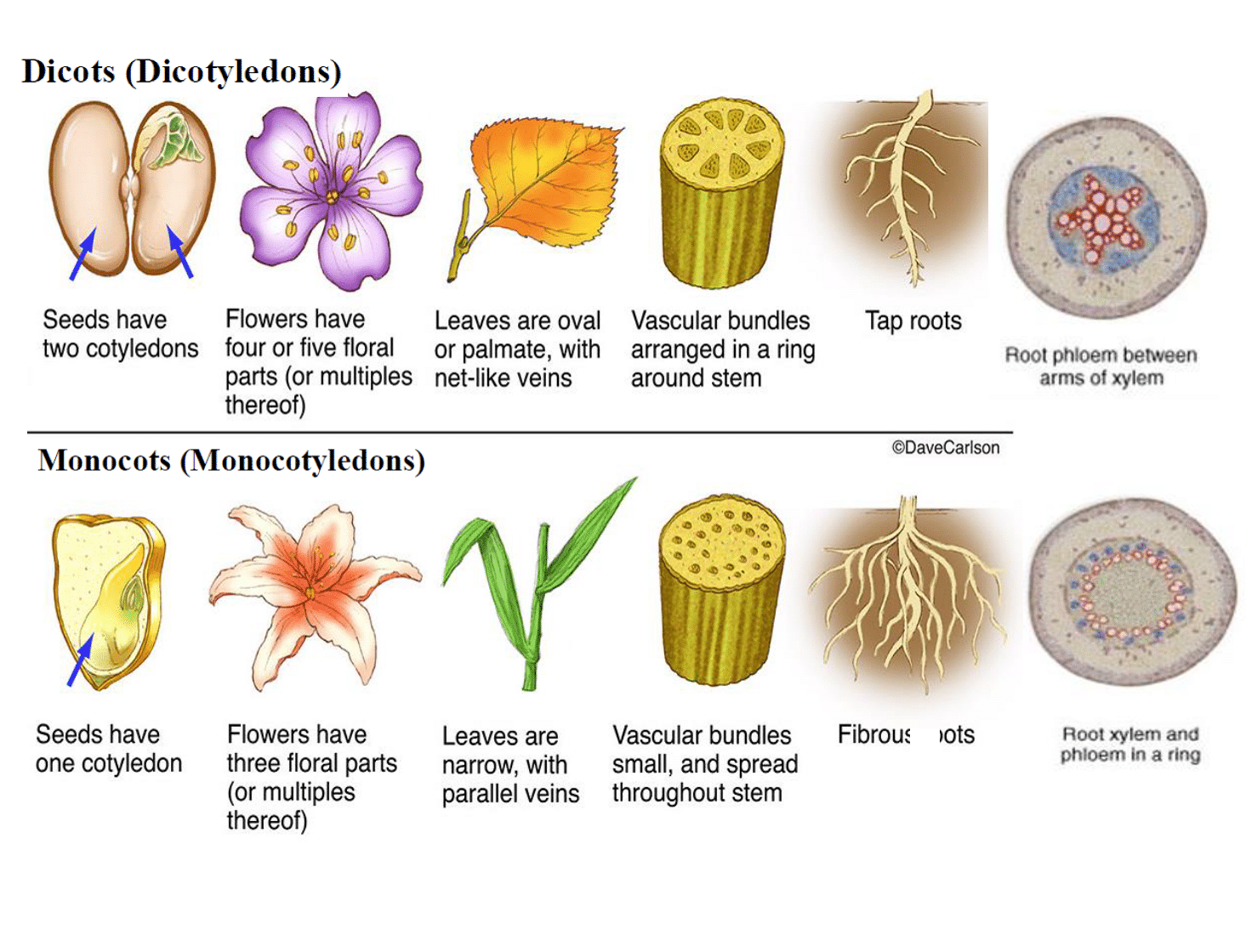 monocots vs dicots 800 SAT Courses & SAT Books